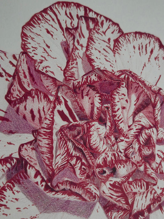 "Carnation Bloom" Print
