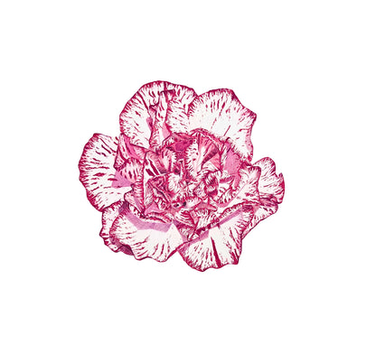 "Carnation Bloom" Print
