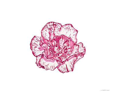"Carnation Bloom" Original