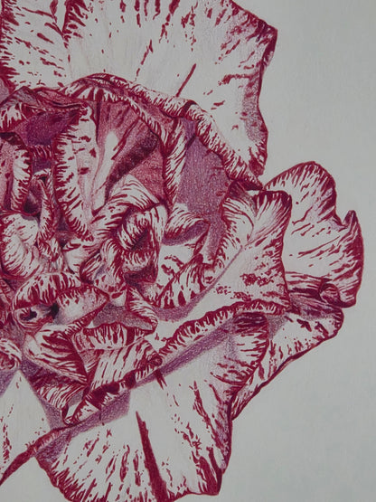 "Carnation Bloom" Original